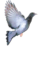 pombo imagens-animadas-gif